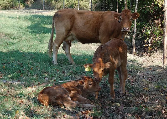 Farm stay Agriturismo Il Piano Pratovecchio